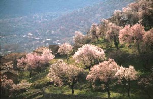 Arie di Primavera